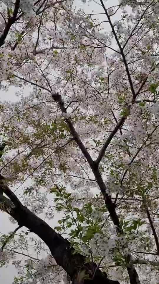 @takasho𐂠( ᵒ̴̶̷᷄꒳ᵒ̴̶̷᷅ 𐂠)