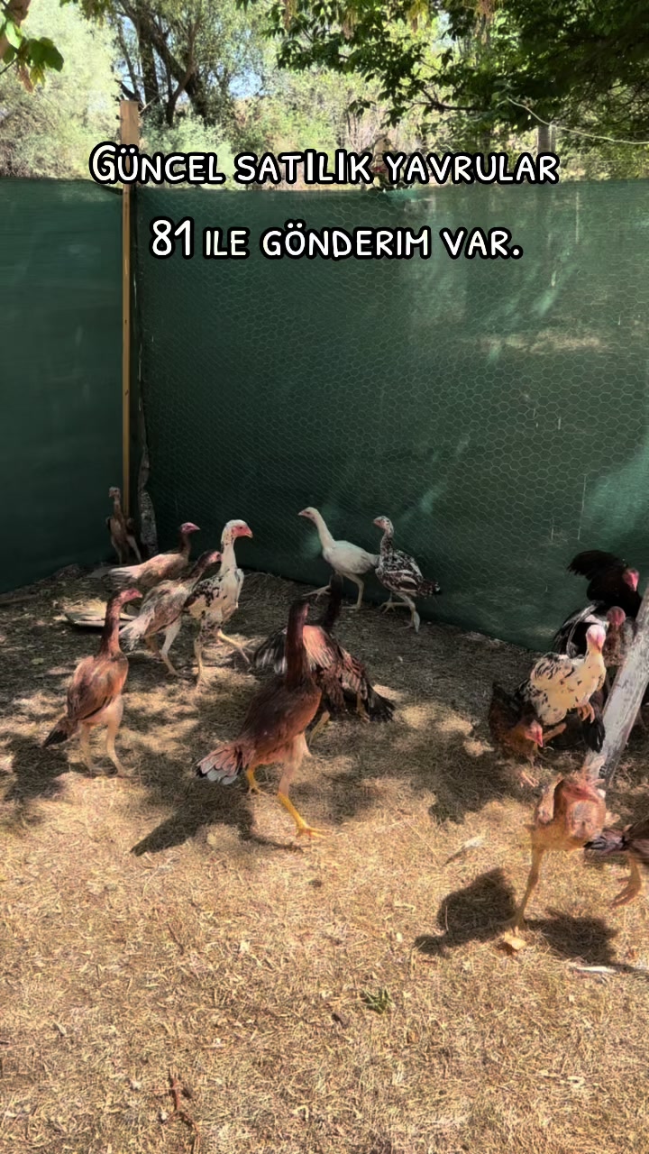 @Sivas Aslanları 🦅