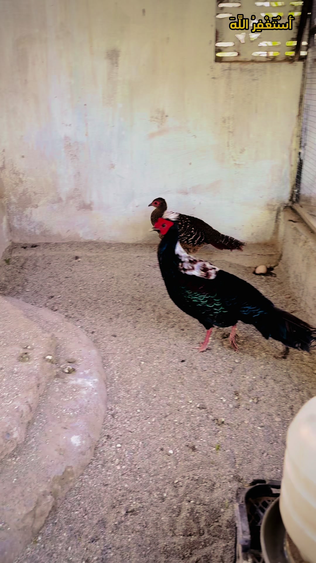 @Bird's Aviaries