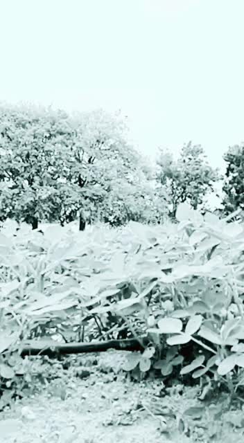 @siraj kothakota786@