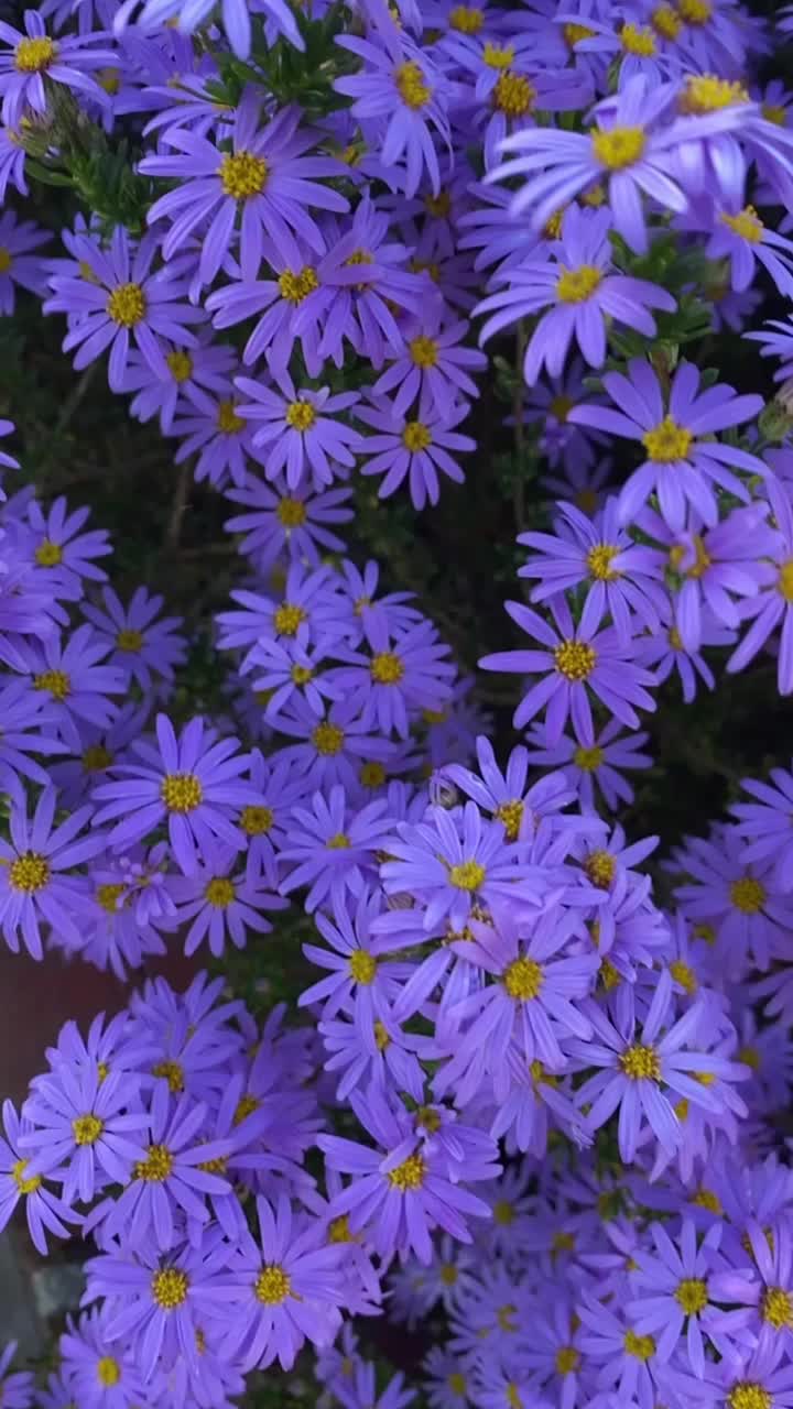 @𝐅𝐥𝐨𝐫𝐚 𝐅𝐥𝐨𝐫𝐚𝐥