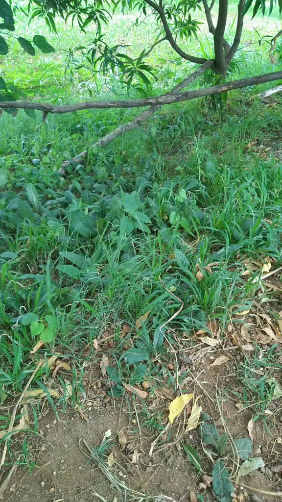 @user3296438277262