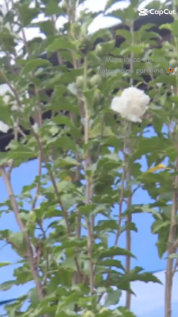 @मगर 🦋❤️🐞