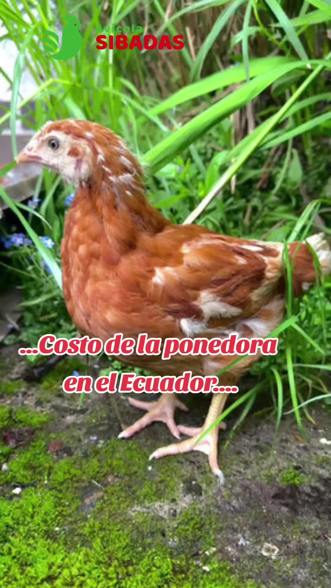 @Bolivar Coro