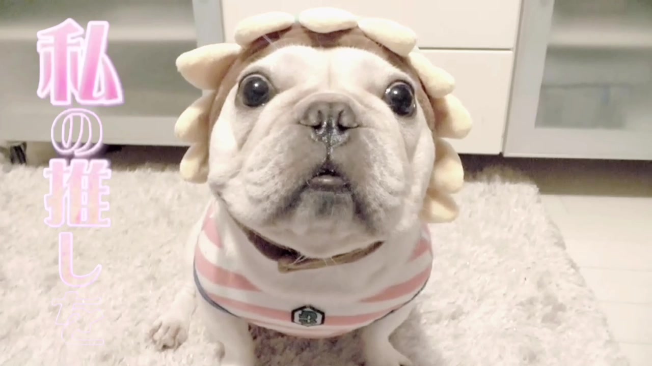 @フレンチブルドッグのPorco(ポルコ)🐷