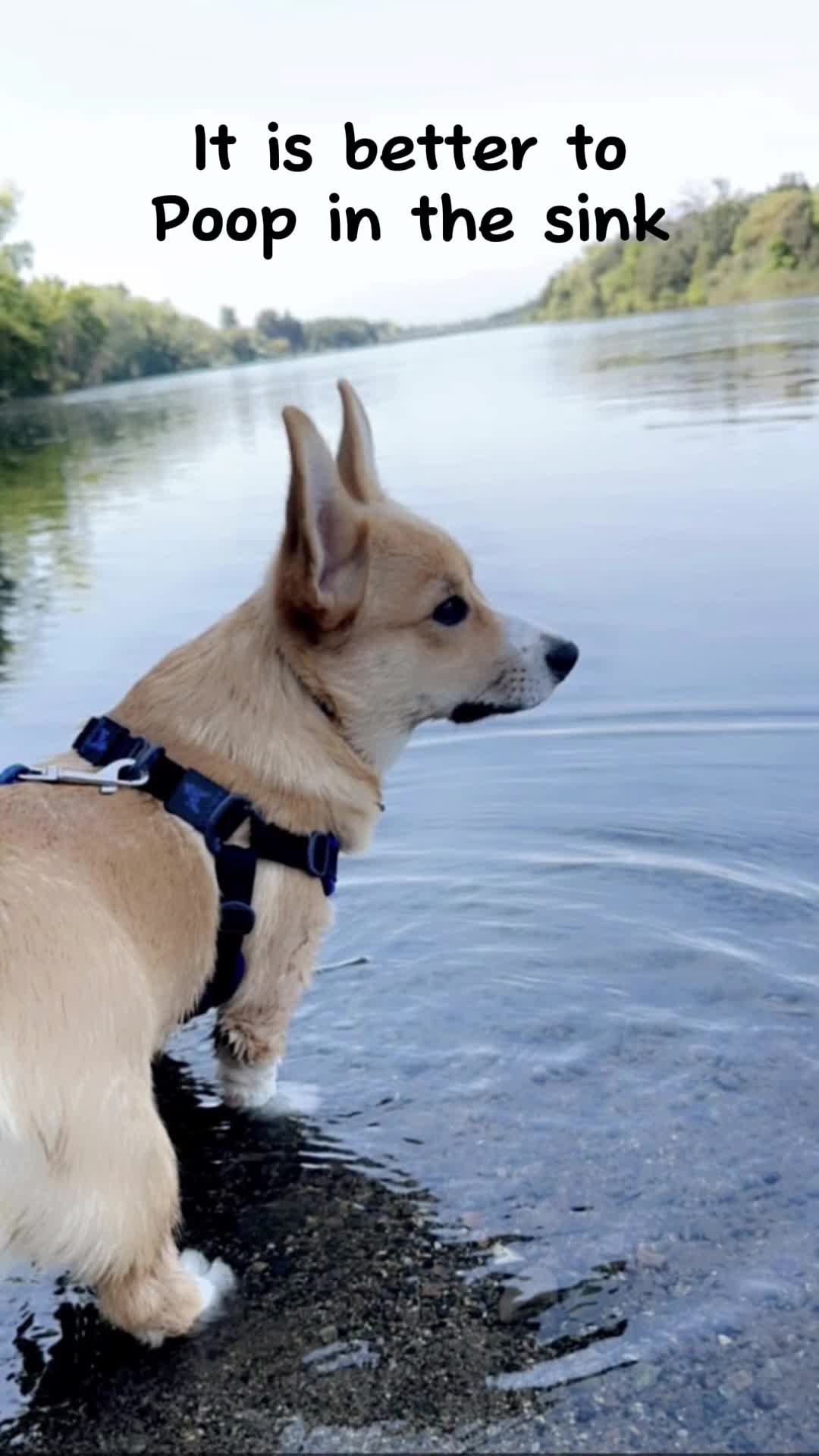 @CorgiMonty