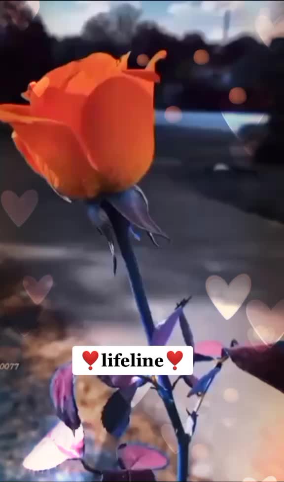 @🔥 Lovely 🔥