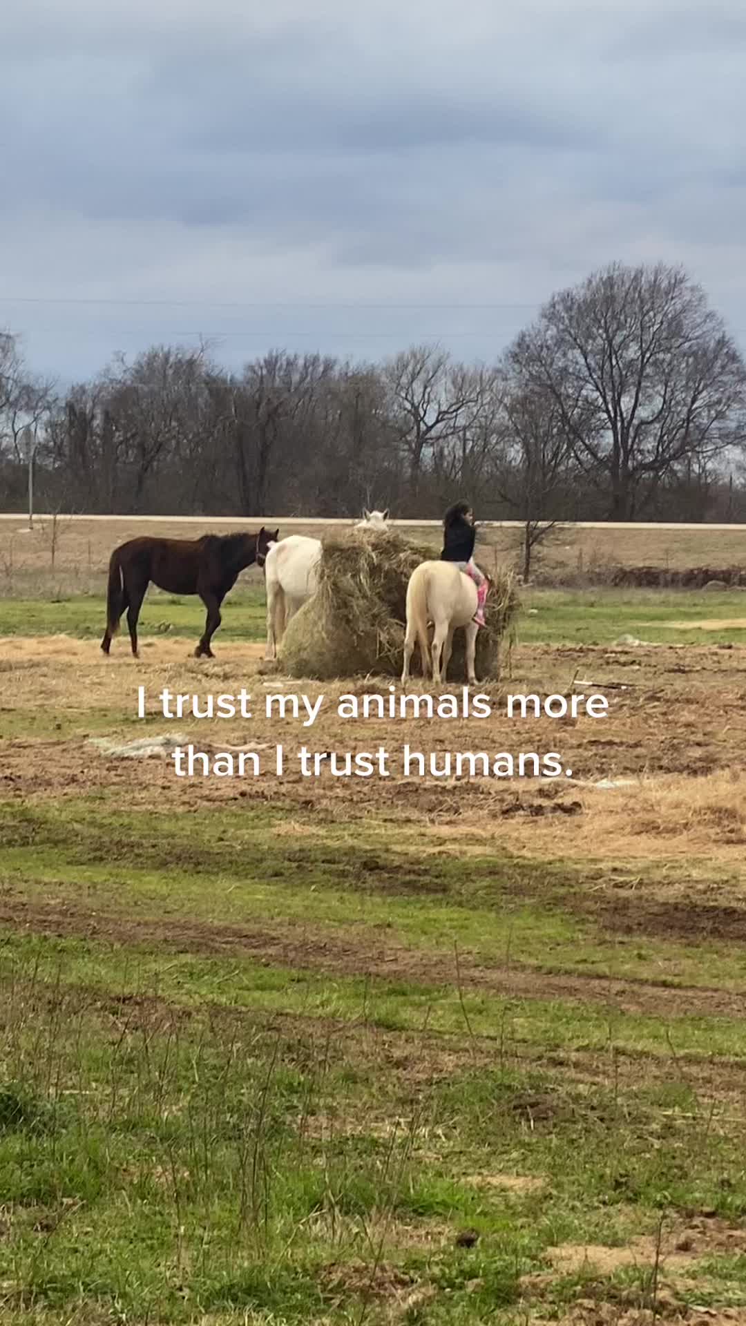 @MrRussellFarms🐴🐴🐴