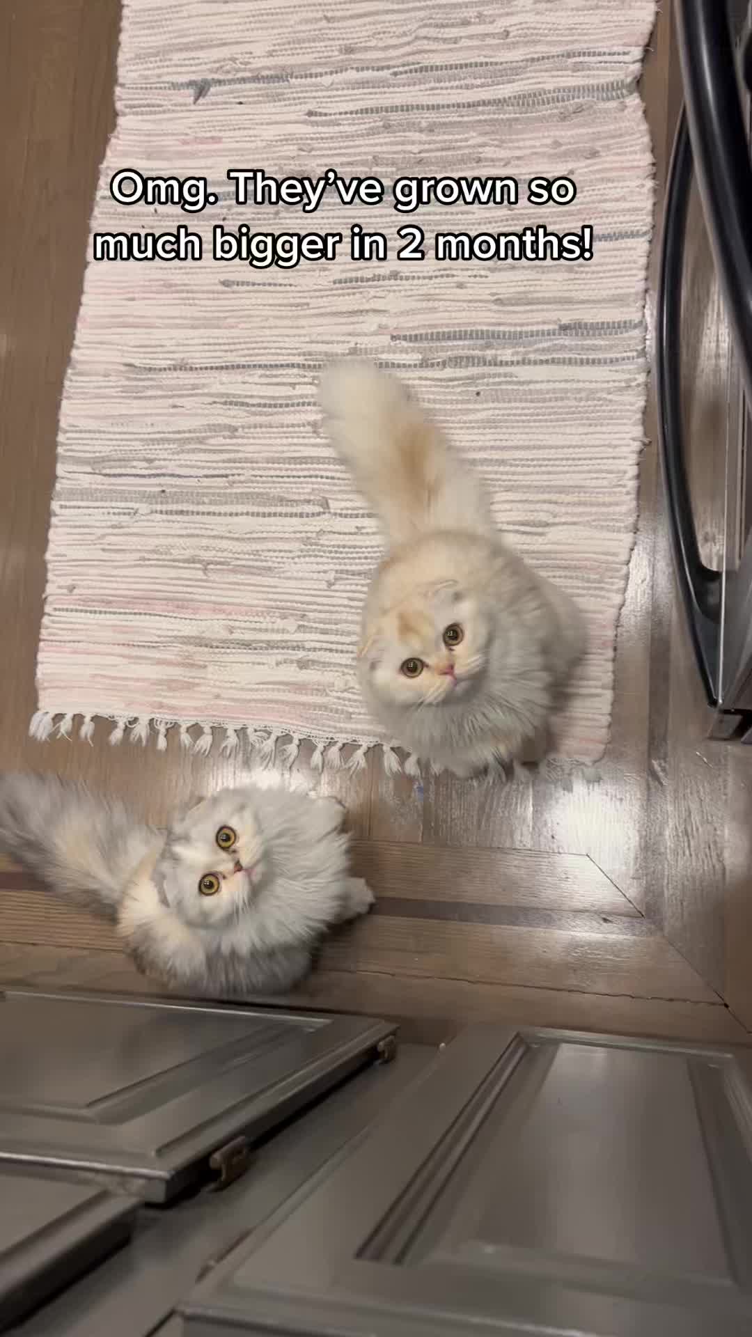 @Chester_and_Pepper