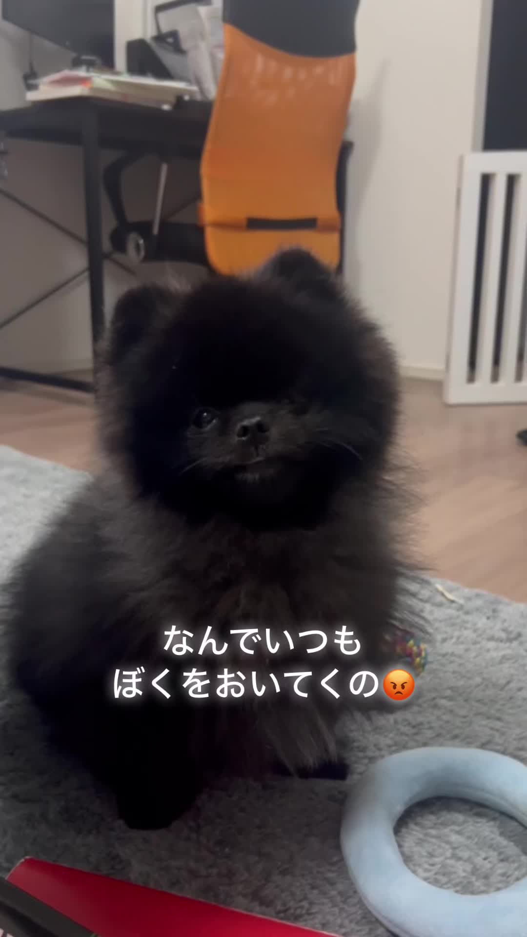 @黒ポメのえんま🐻🍿
