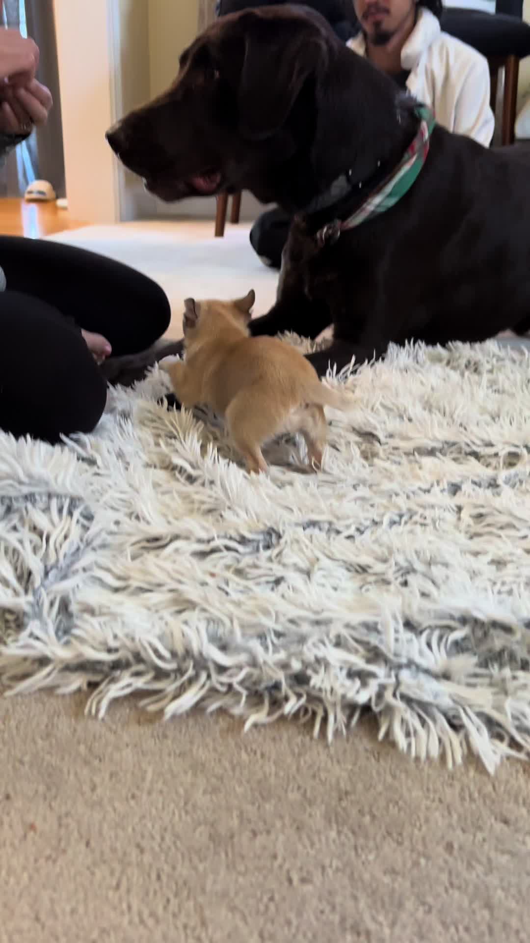@MimiKyu