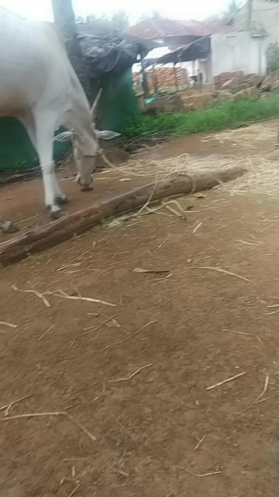 @💞ಪಿರಿಯಾಪಟ್ಟಣ ಹುಡ್ಗ ಮಣ್ಣಿನ ಮಗ