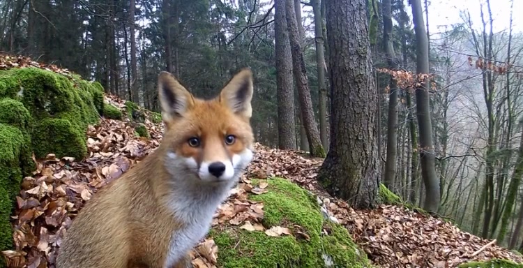 @🦊