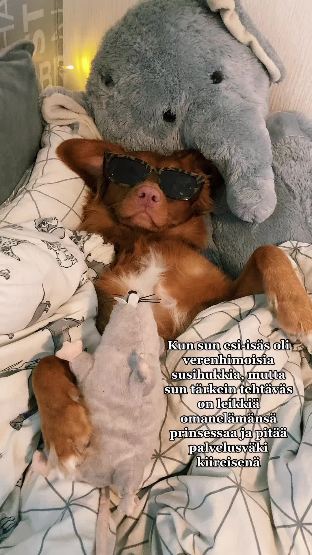 @vainukuonot 🐾