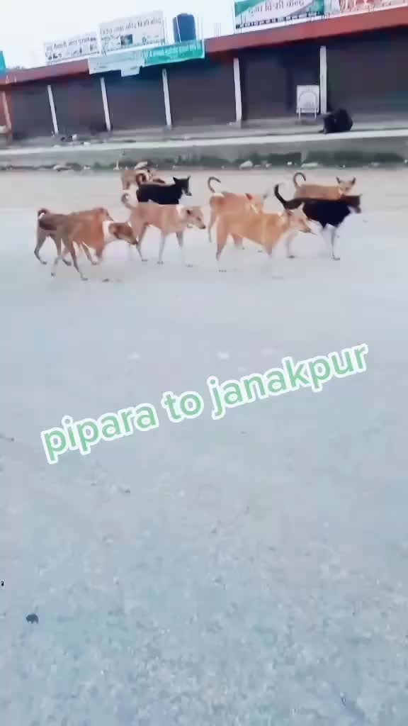 @roshani yadav
