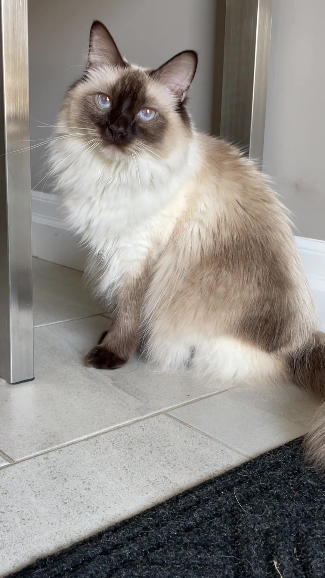 @brunokitten