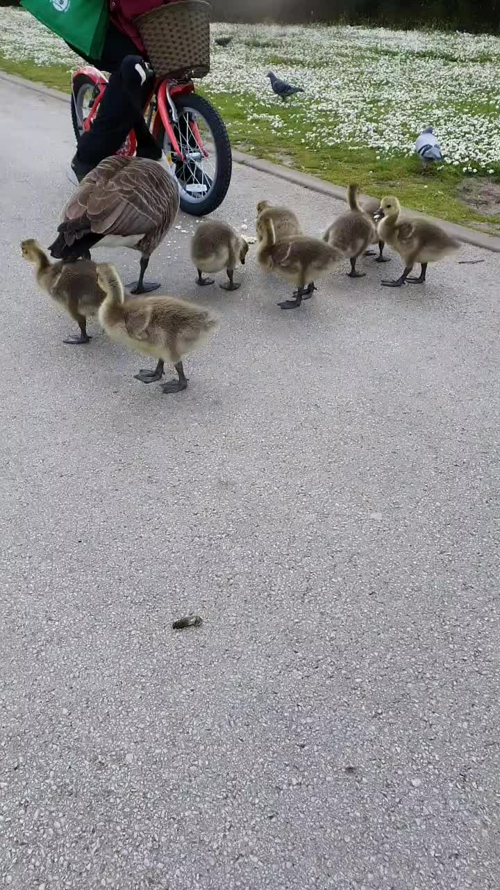 @jojo