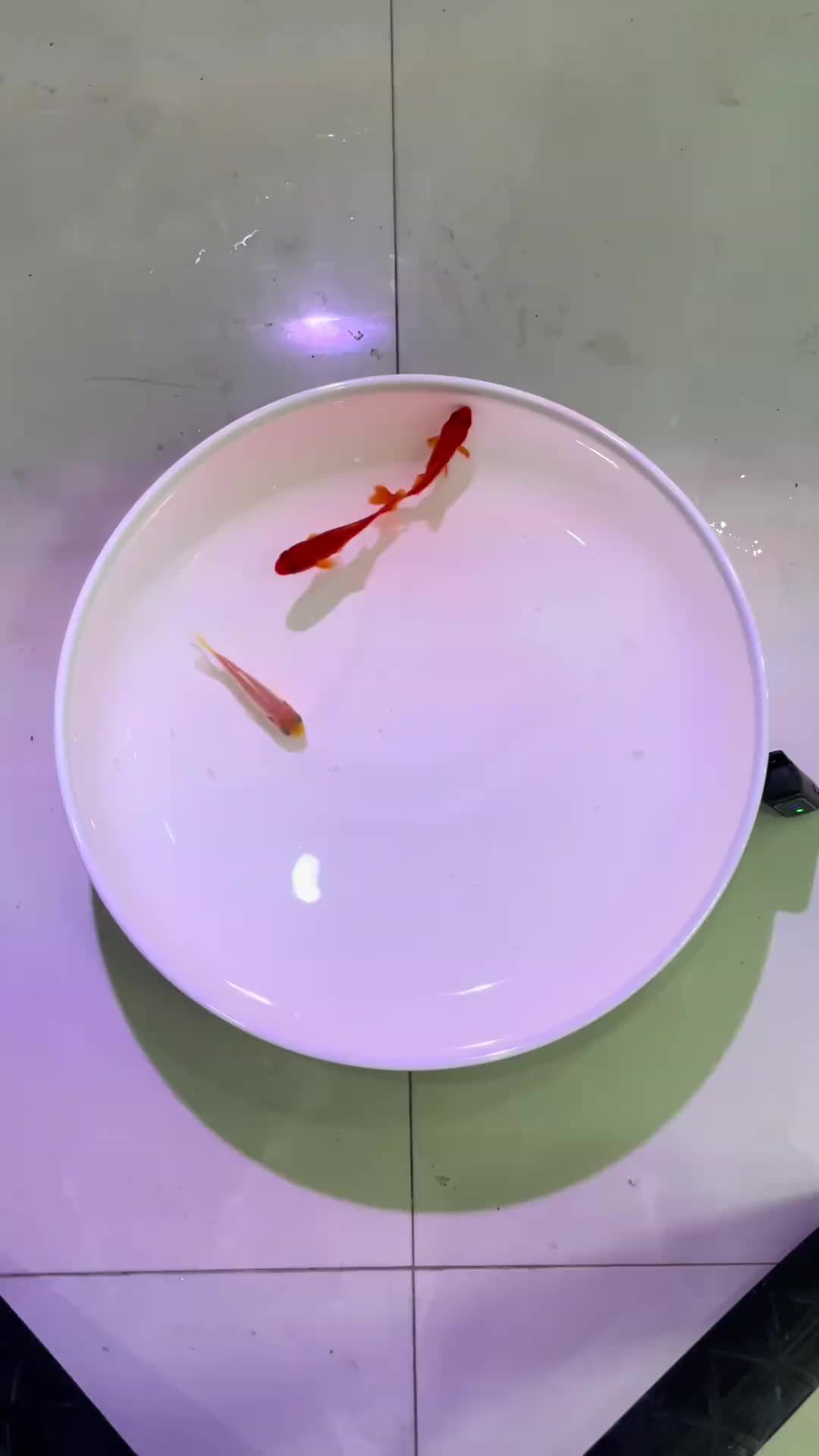 @Monsterfishkeeper