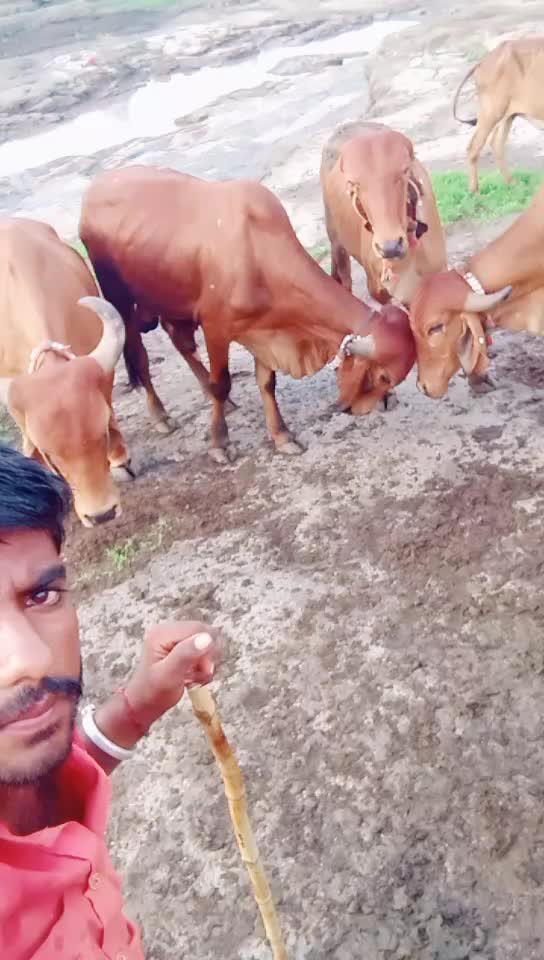 @Lalji Mevada