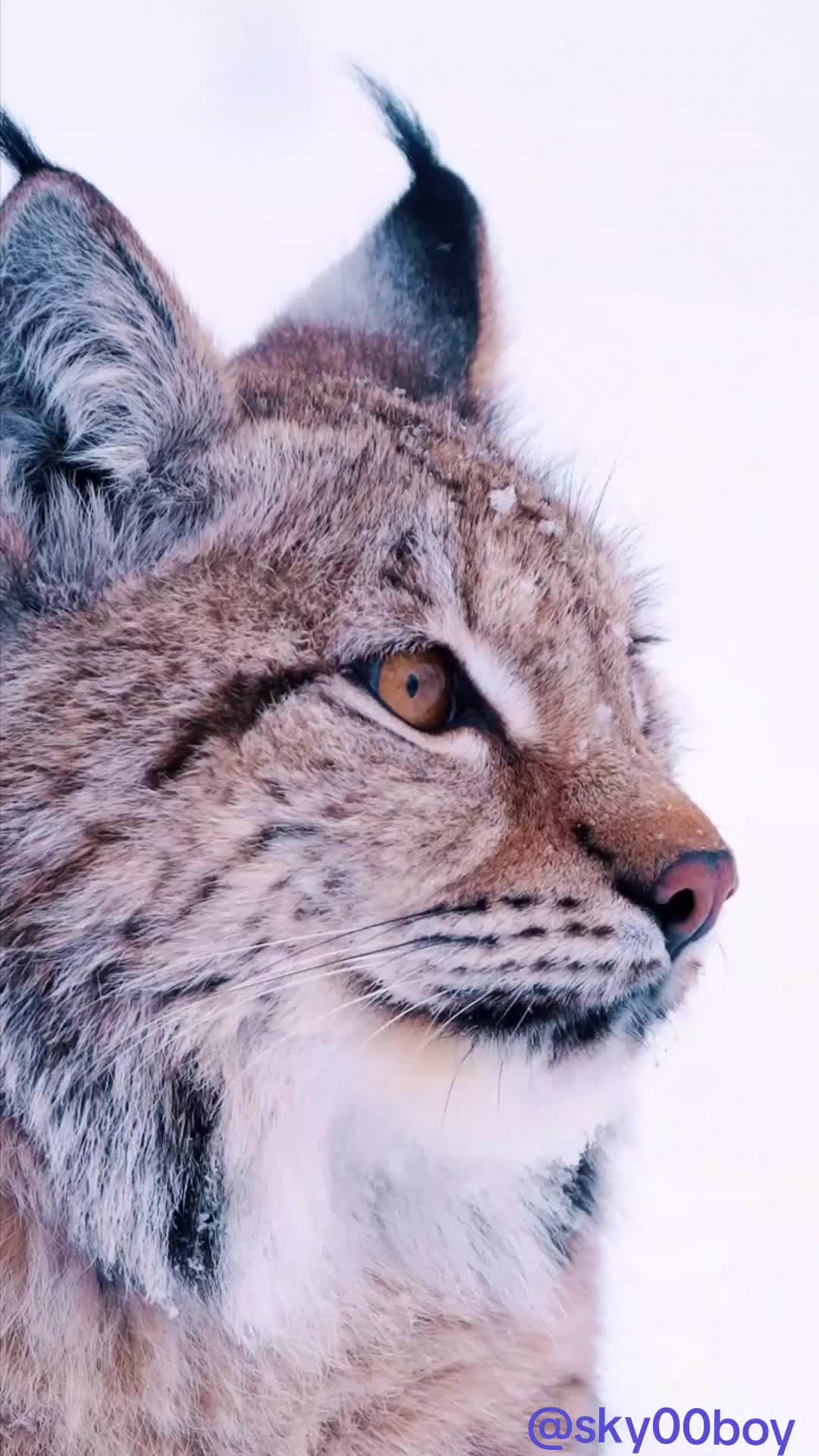 @Wild Animals