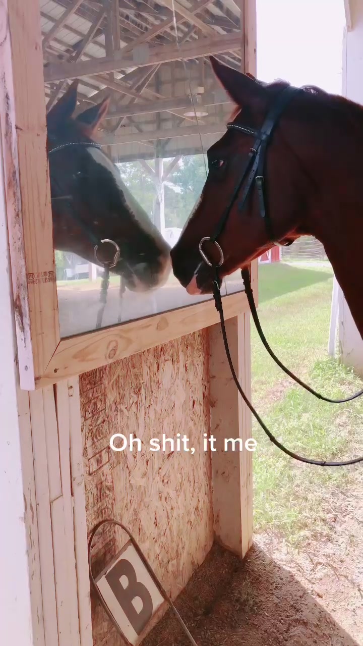 @Chunky Pony