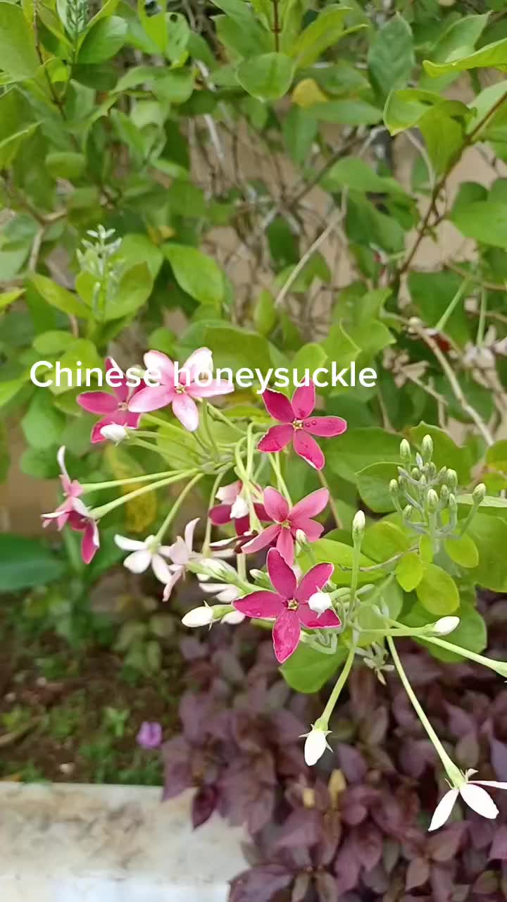 @JoyfulJourney2024
