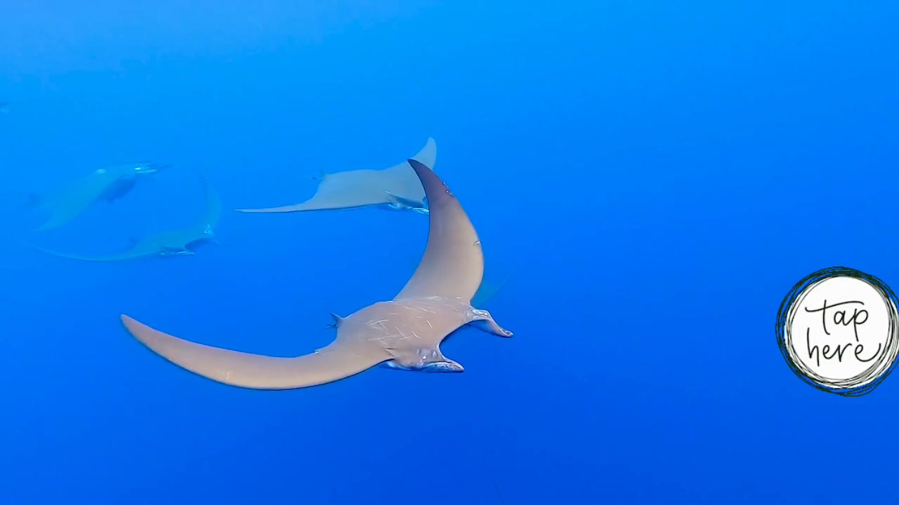 @Dominik_Goldstein