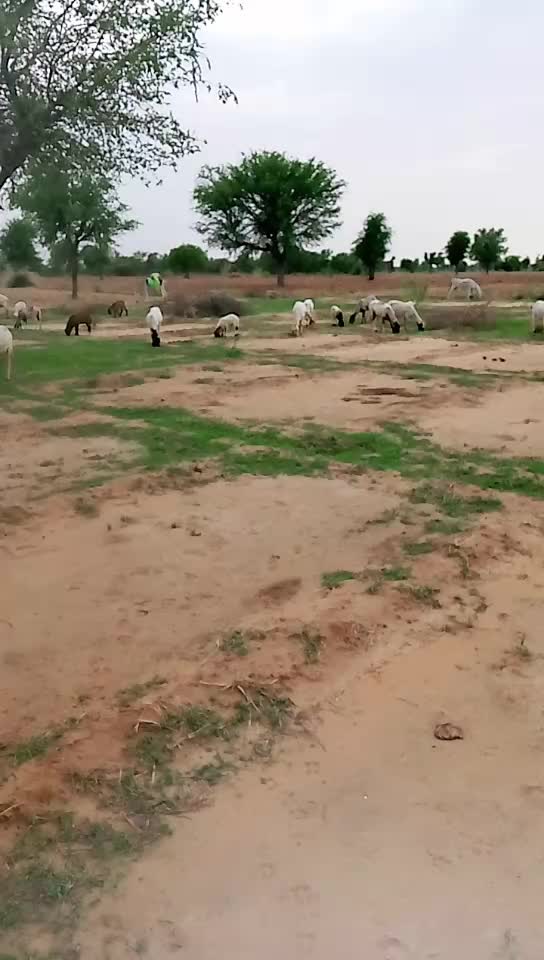 @Sailesh Dewasi Thoor