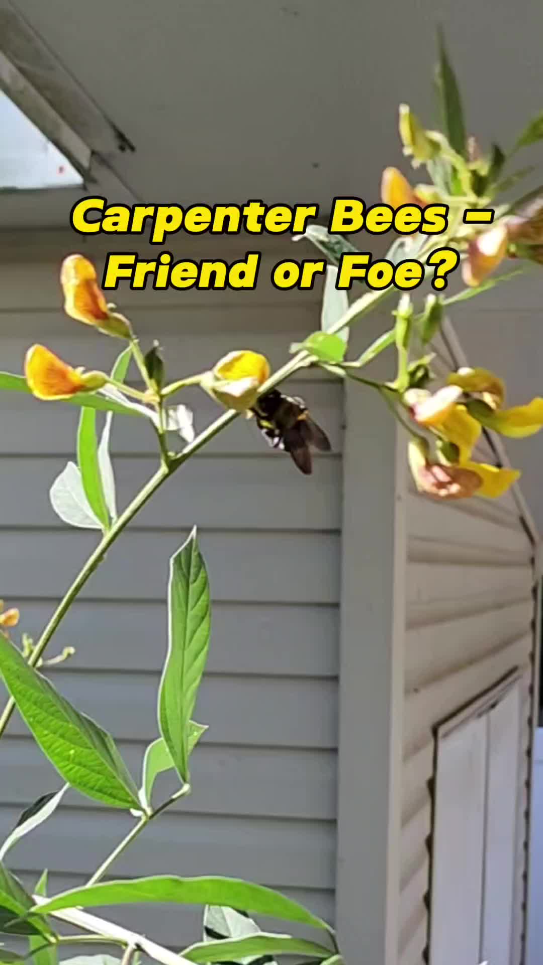 @Rescue My Plant