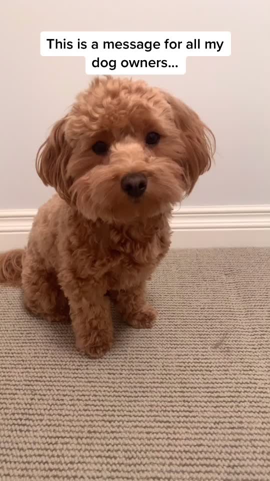 @⚡️Cutest puppy on planet earth
