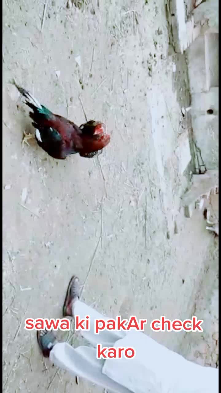 @malikqamarmalik85