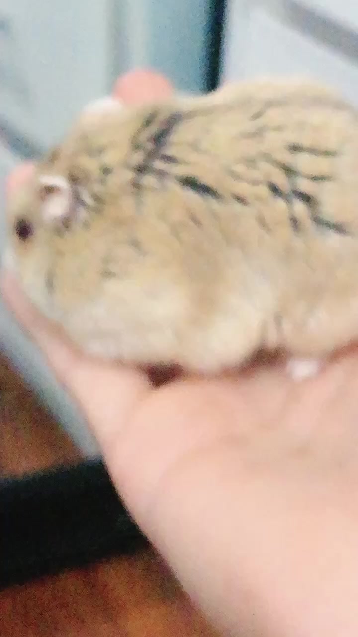 @Pop_corn_the_hamo