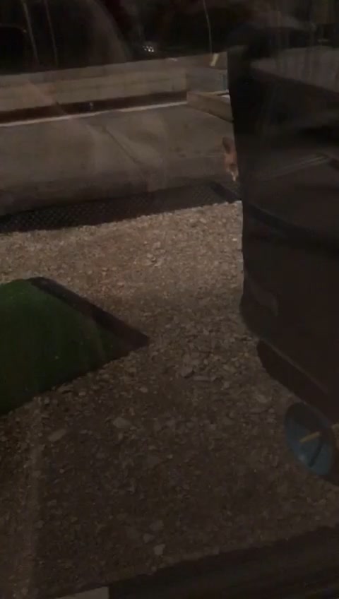 @🦊