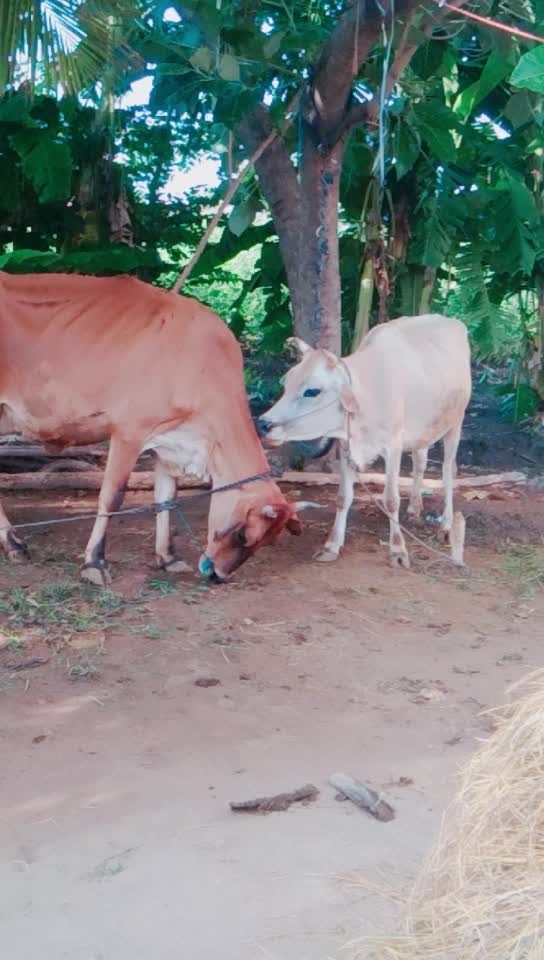 @எடப்பாடி sakthi. mm
