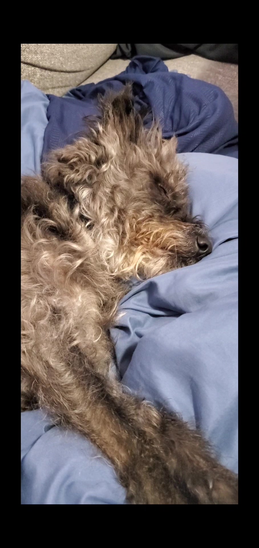 @Toto the Mutt