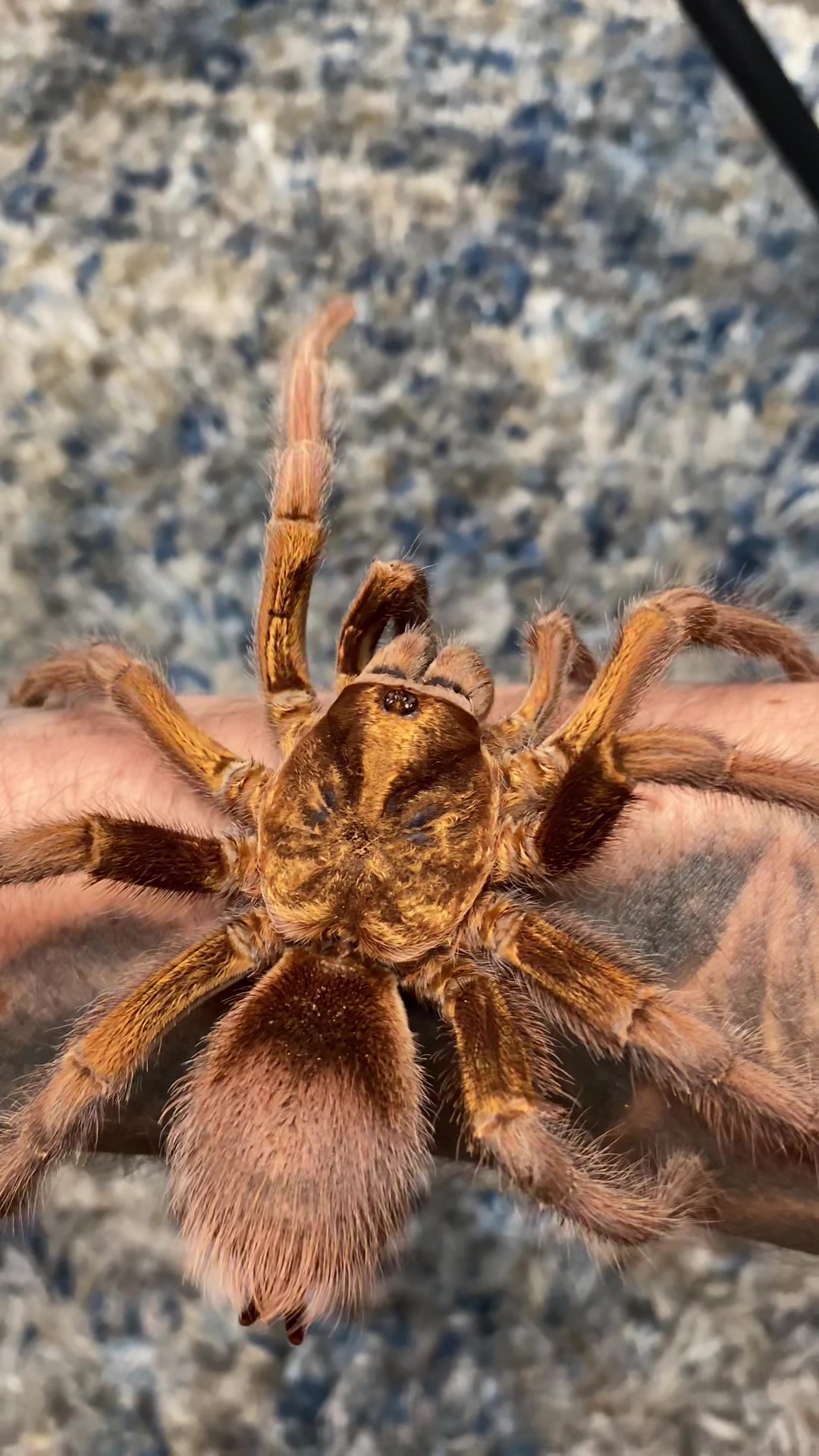 @JKCRITTERS 🕷️🔥✨