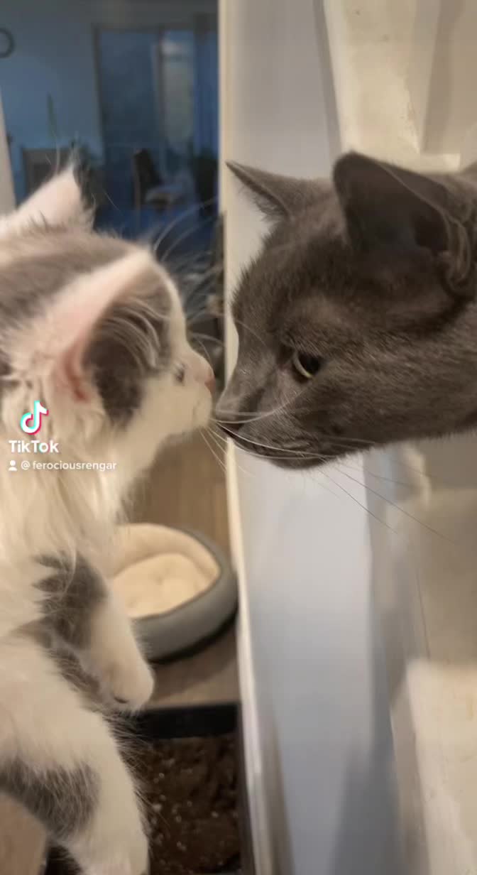 @FerociousRengar