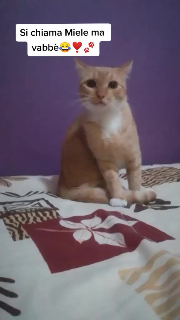 @Miele🐱🐈