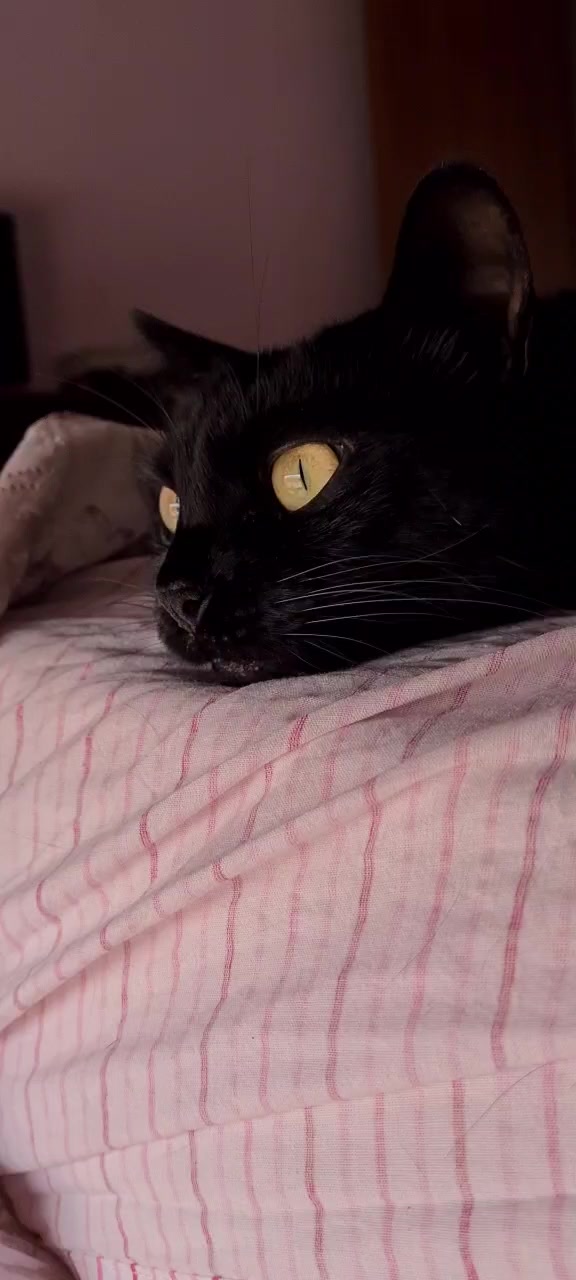 @Sia 🐱