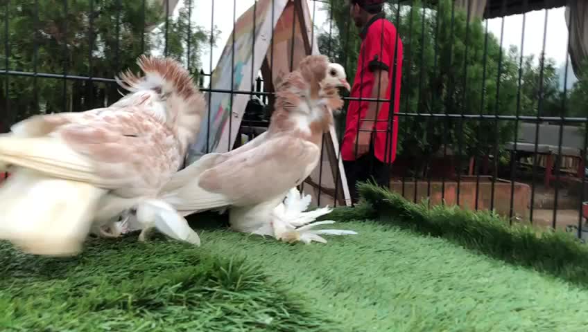 @manya_bhandari_
