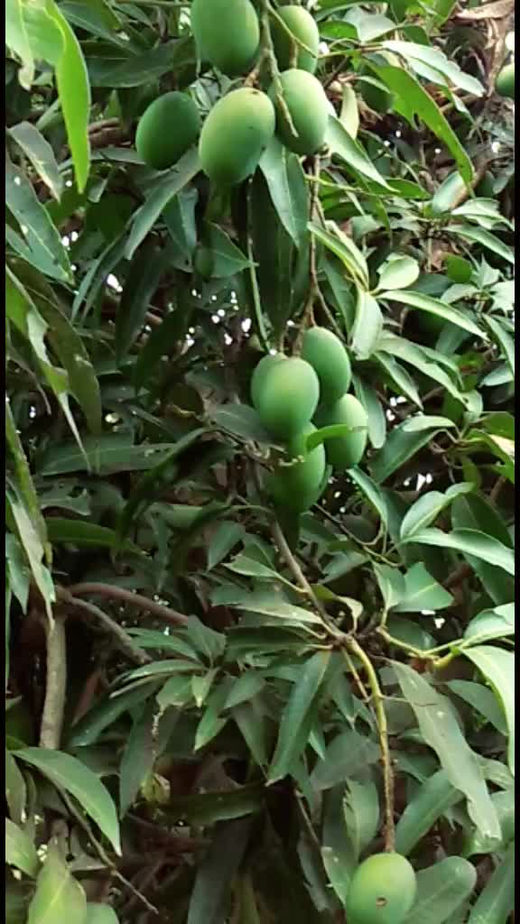 @punam sahu