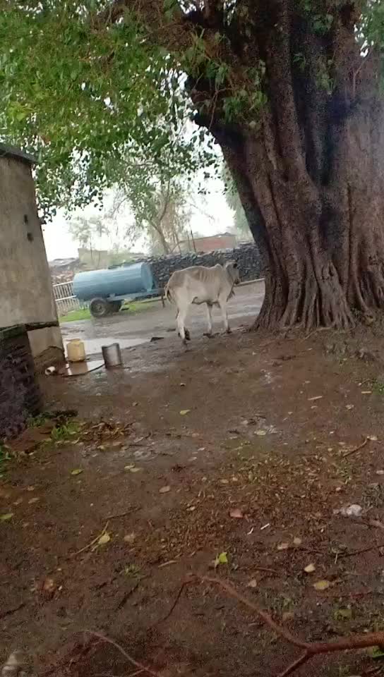@Ajay Singh Thakur