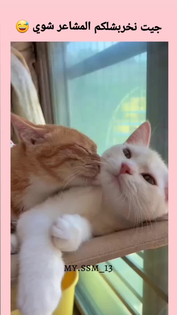 @Sou__ma