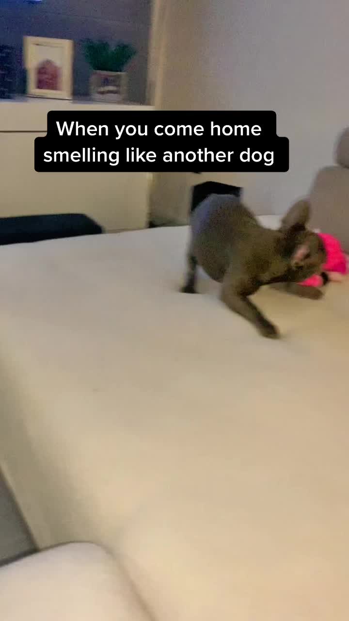 @Cookie 🍪 French Bulldog 🦴
