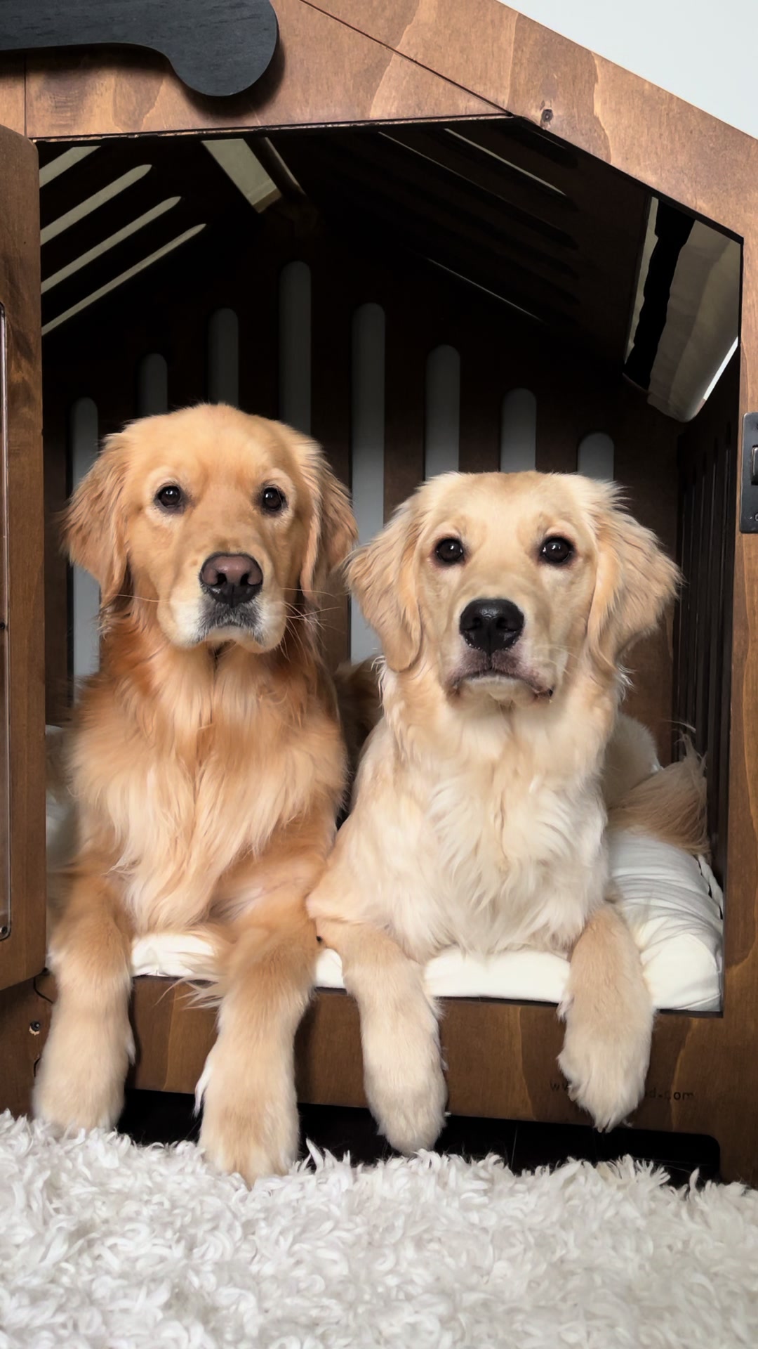@Daisy & Maple the Goldens