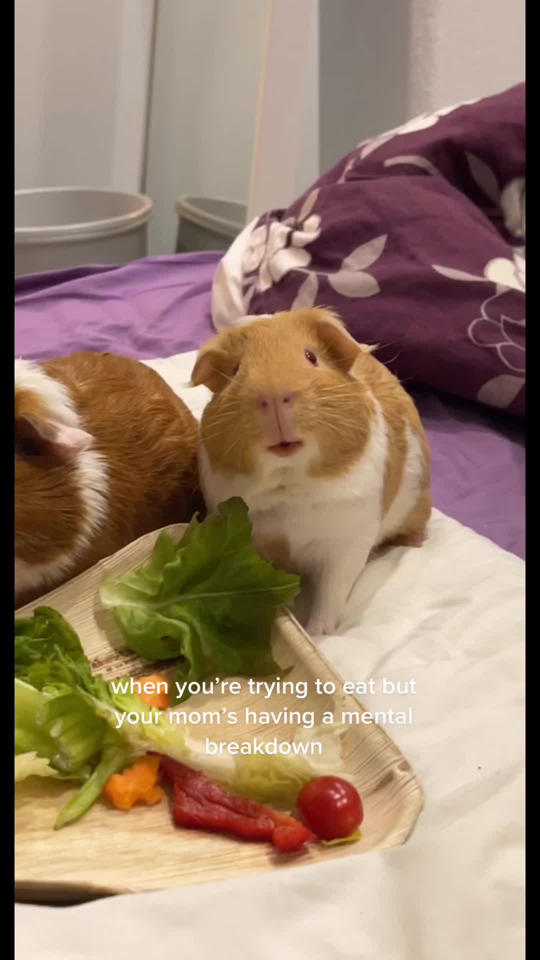 @paula