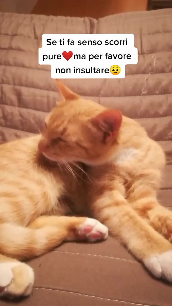 @Miele🐱🐈