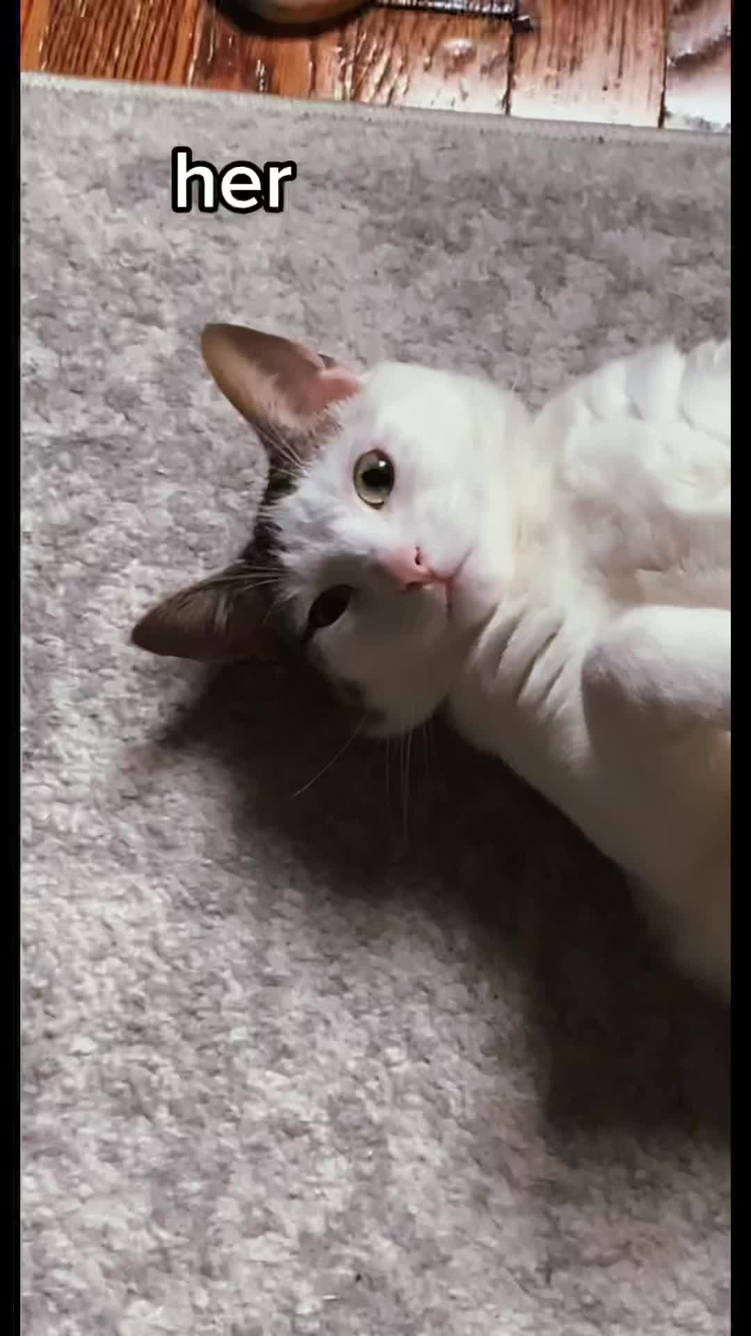 @nova’s the cat