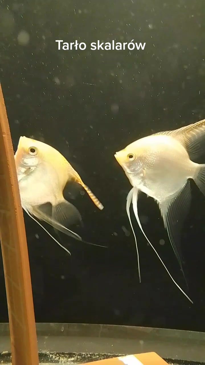 @🐟Mój wodny świat🐟