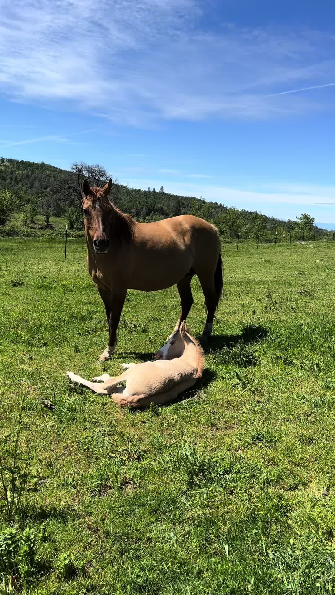 @Secret Springs Ranch
